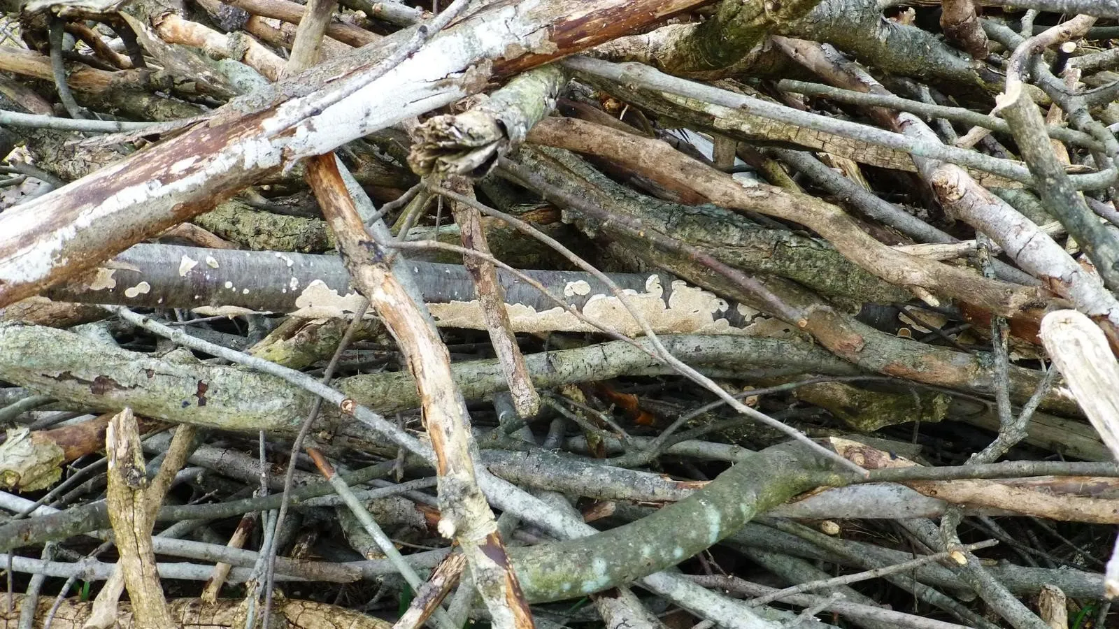 snoeiafval e1445903210654