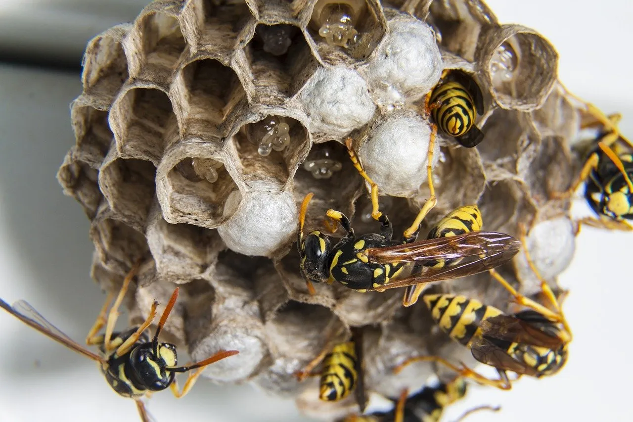 swarm 1903243 1280