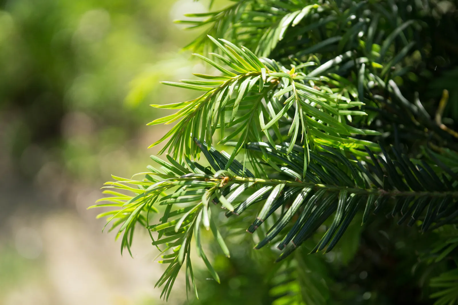 taxus