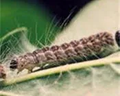 tcbbomafeu87skmit0nhisizq 59815