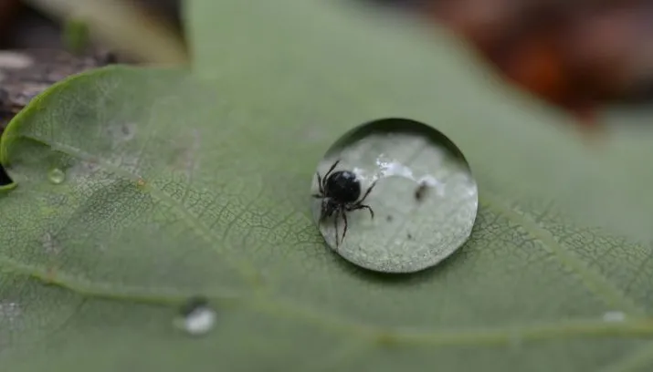 tick 1398737 1280 715x408