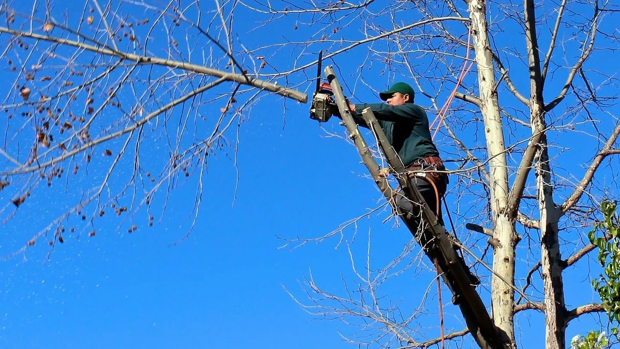 tree 100589 1280 e1446500984694