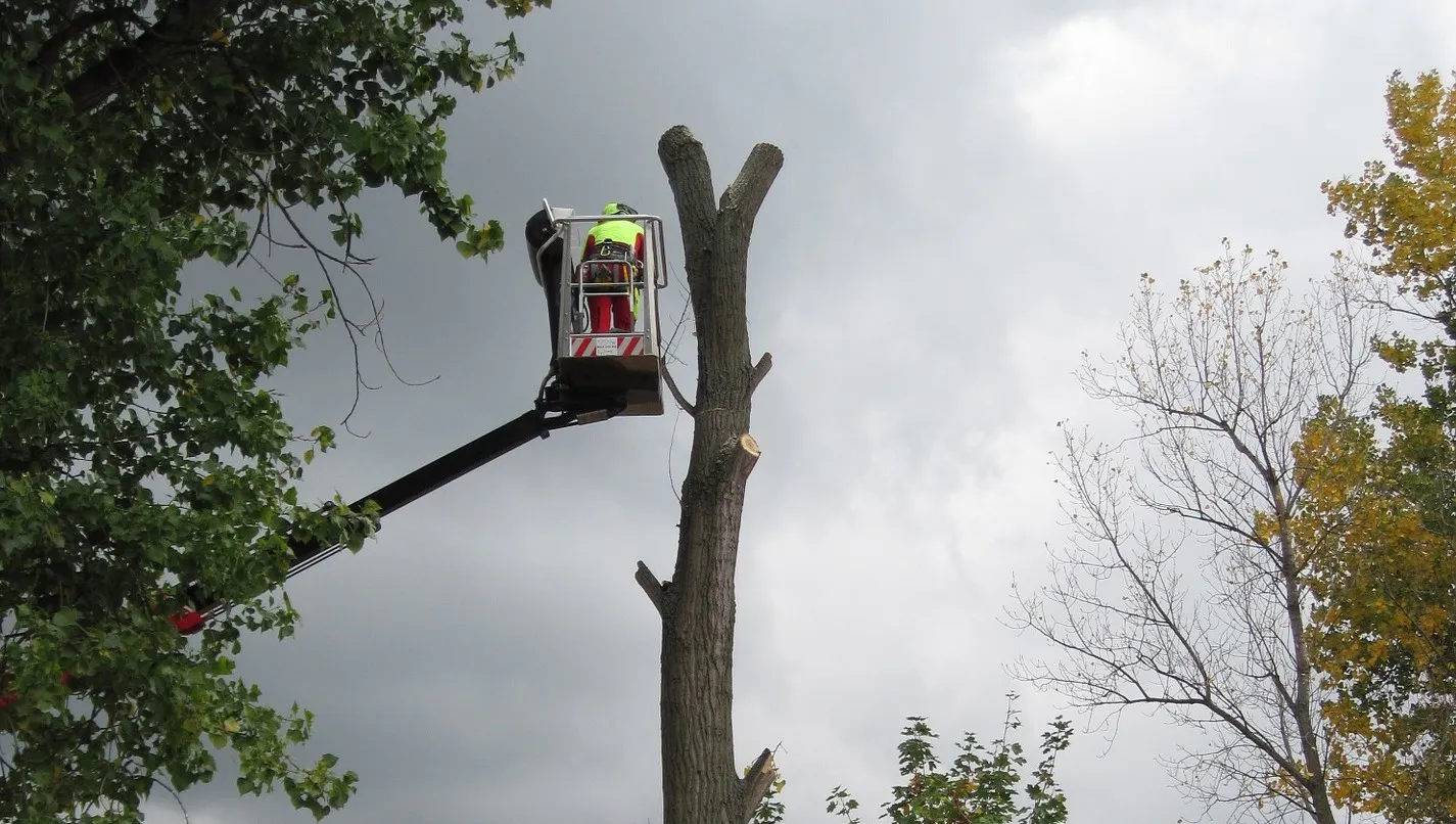 tree 1023385 1920 e1455033528168