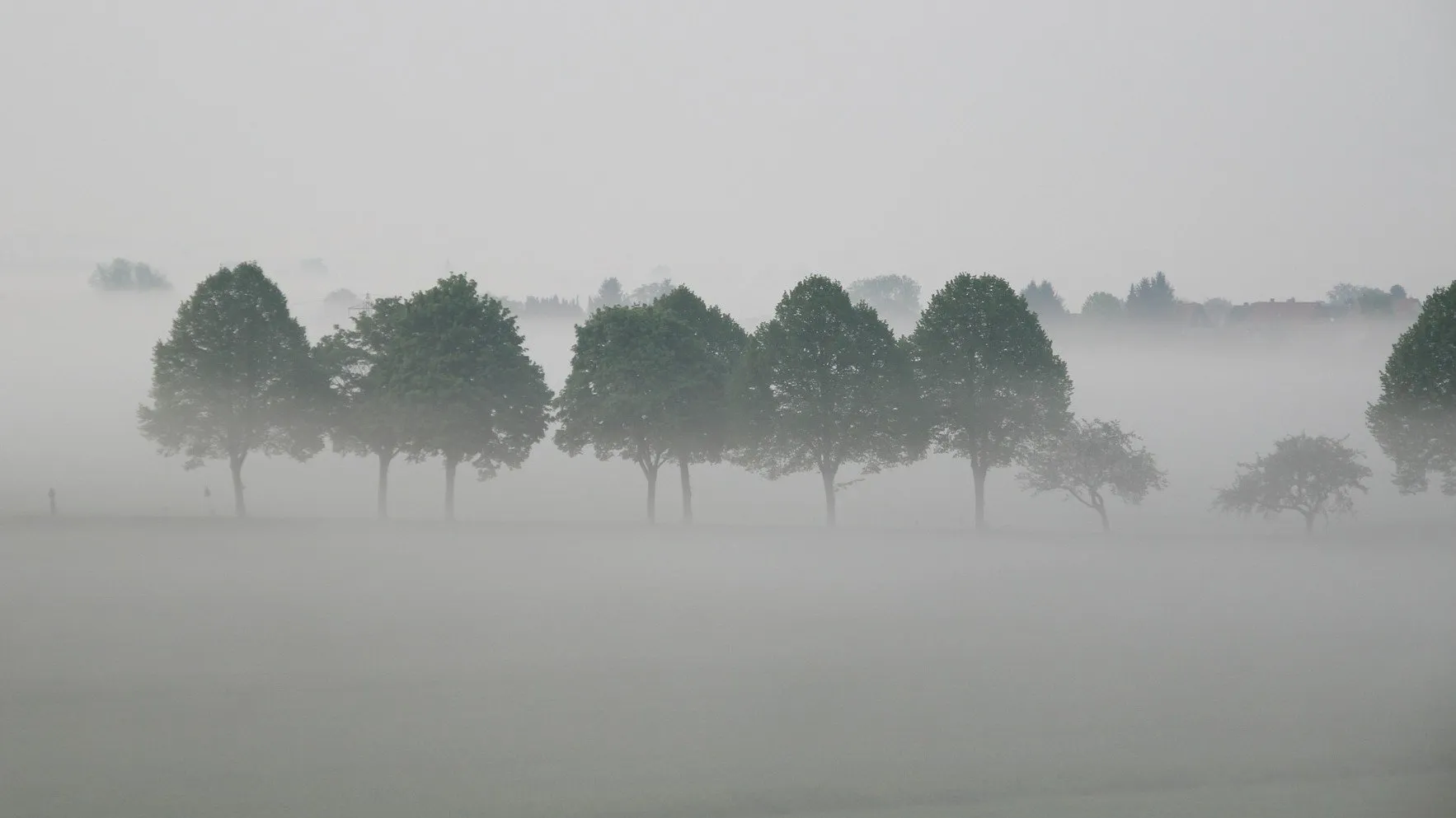 trees 616063 1920 e1446500142293