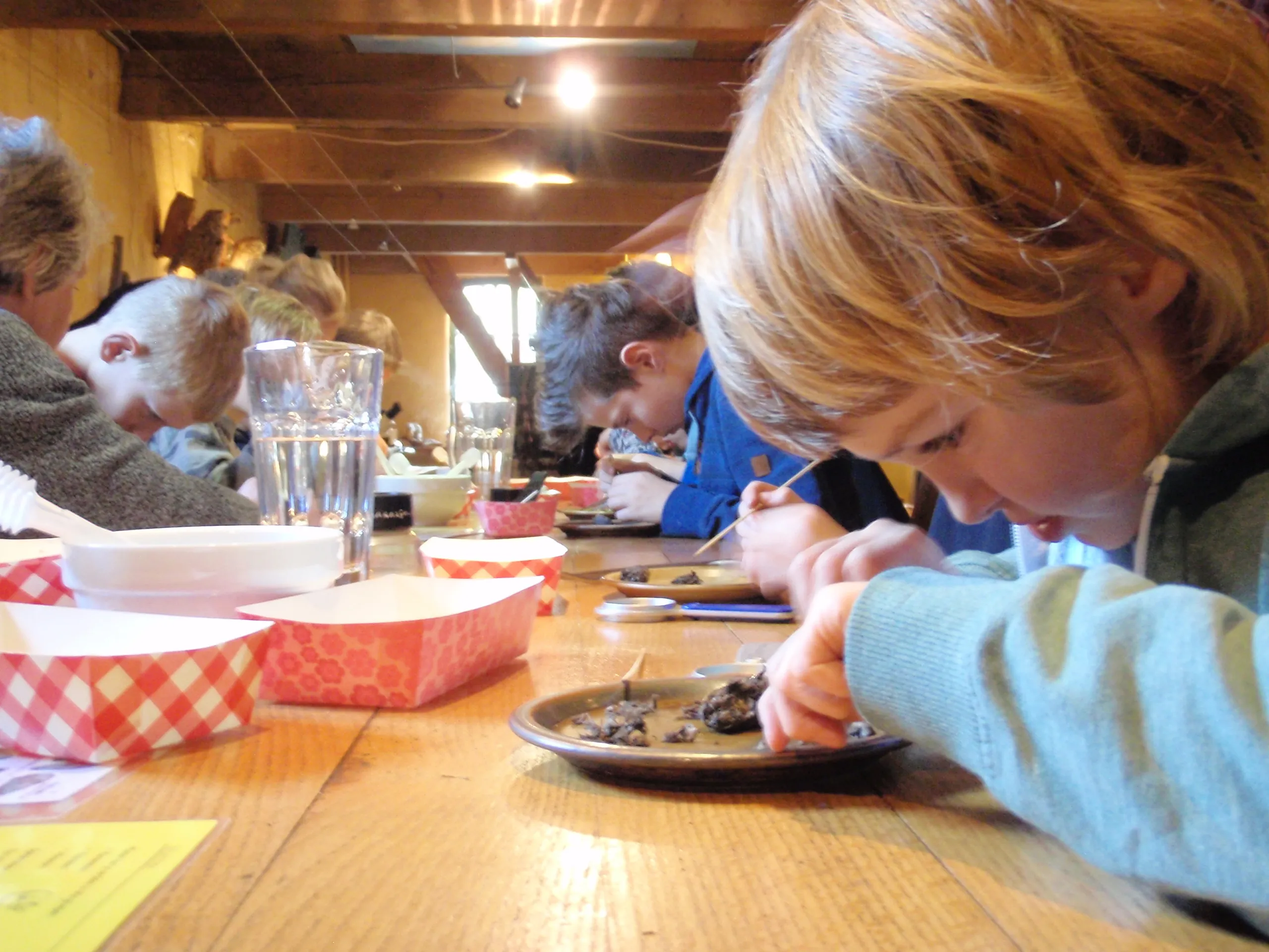 uilenballen uitpluizen