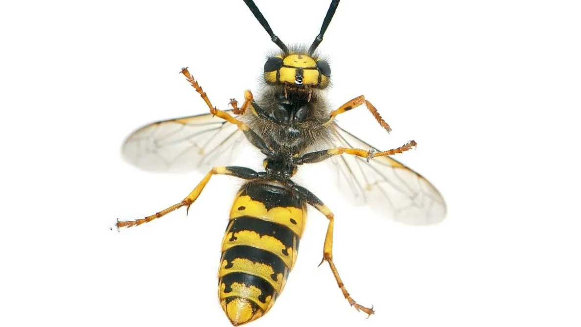 wasp 538470 1280 e1438719103842