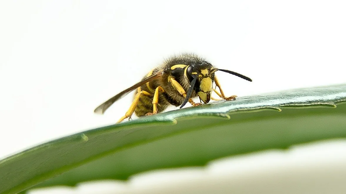 wasp 550631 1280 e1438674008968