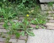 xax151dy33p7icwz1vkfqsrup 58222