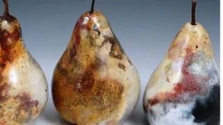 goboetseren