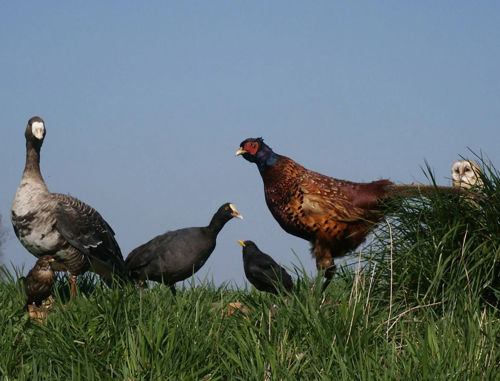 VroegevogelsPict0008