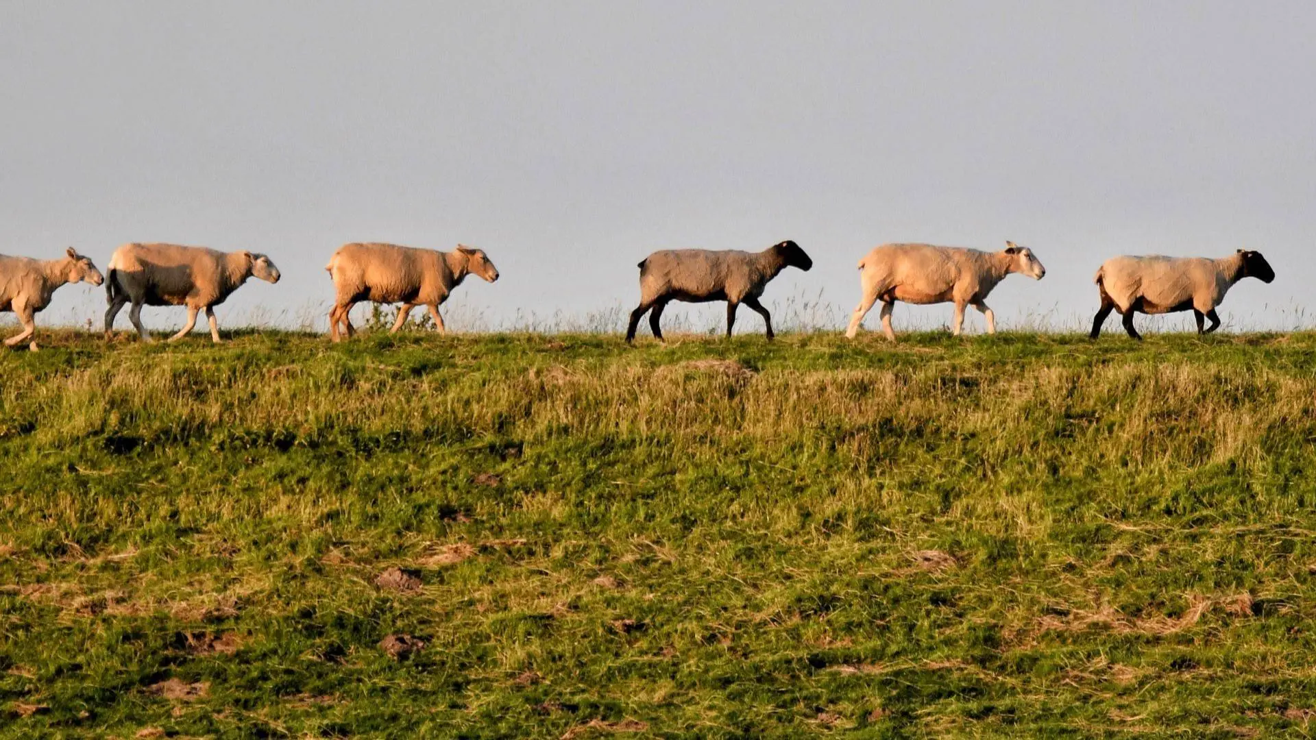 Schapen op de dijk, Peter Steiner, Pexels