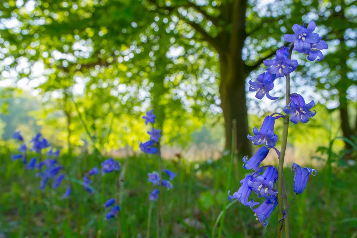 001 wilde hyacinth door nico van kappel