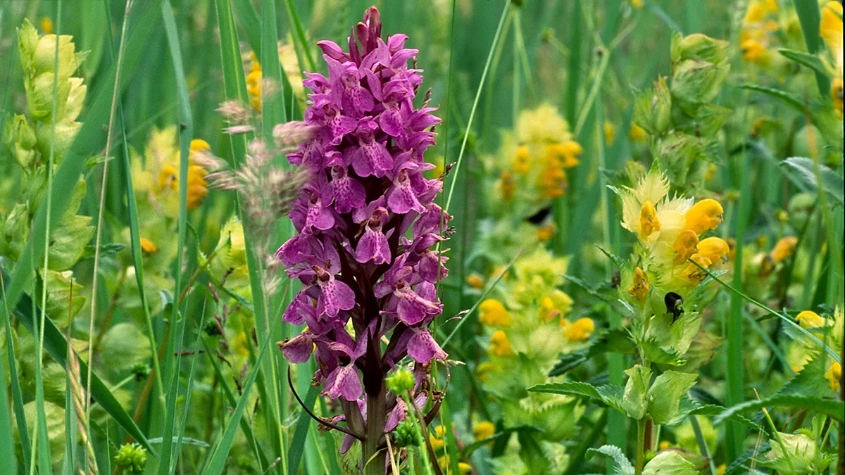 007350b ratelaar en rietorchis close buter henry 1