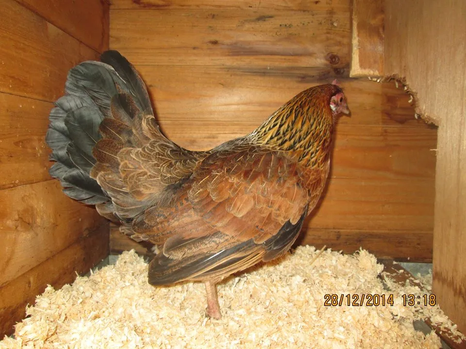 10009882 767816989963412 3833665617577642694 n