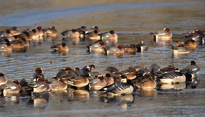 102114a smient massaal rustend op water ger tik banner