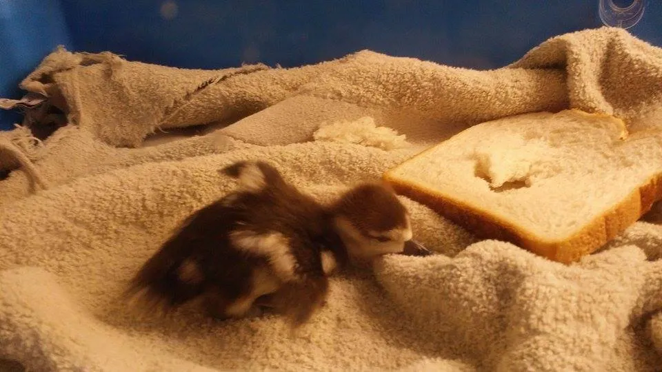 10390474 767095833368861 5944234645977677359 n