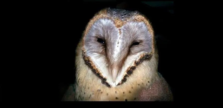 10846190 760056024072842 7108036932075640200 n