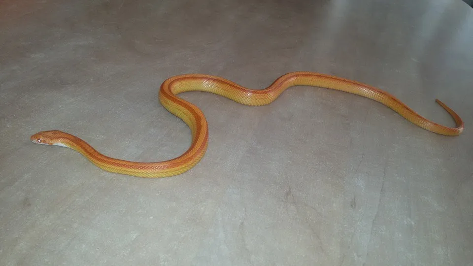 11165289 838818906196553 7009183404103461365 n