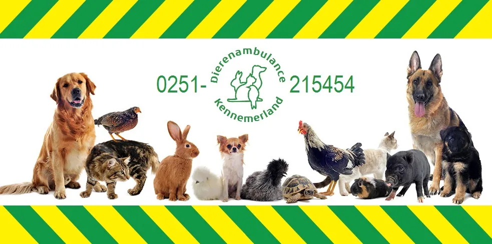 16462904 1259291084149331 8193369260458123181 o