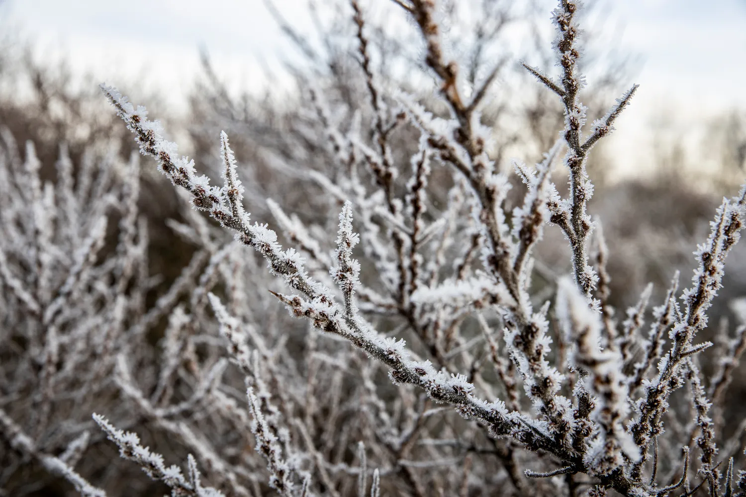 3z1a2949 wim meijer fotografie ijs