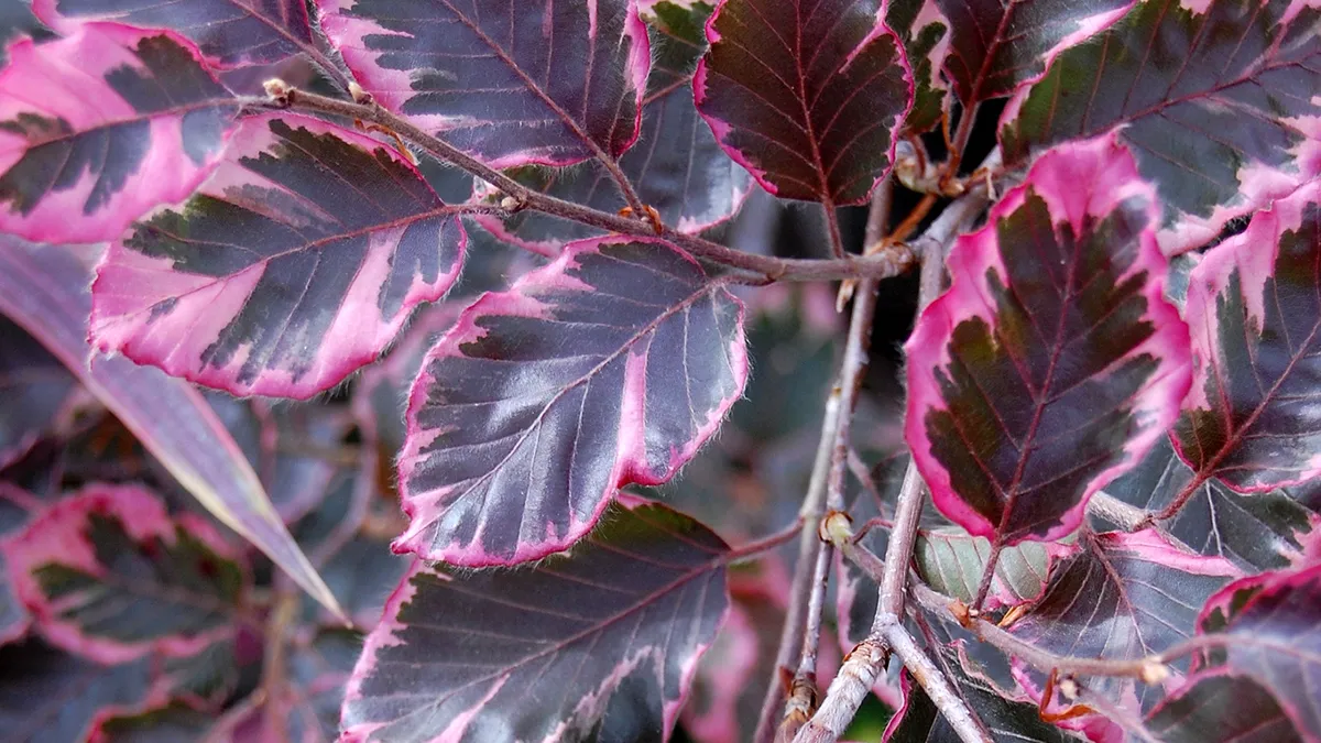 7380919402 f938f452b0 k flickr