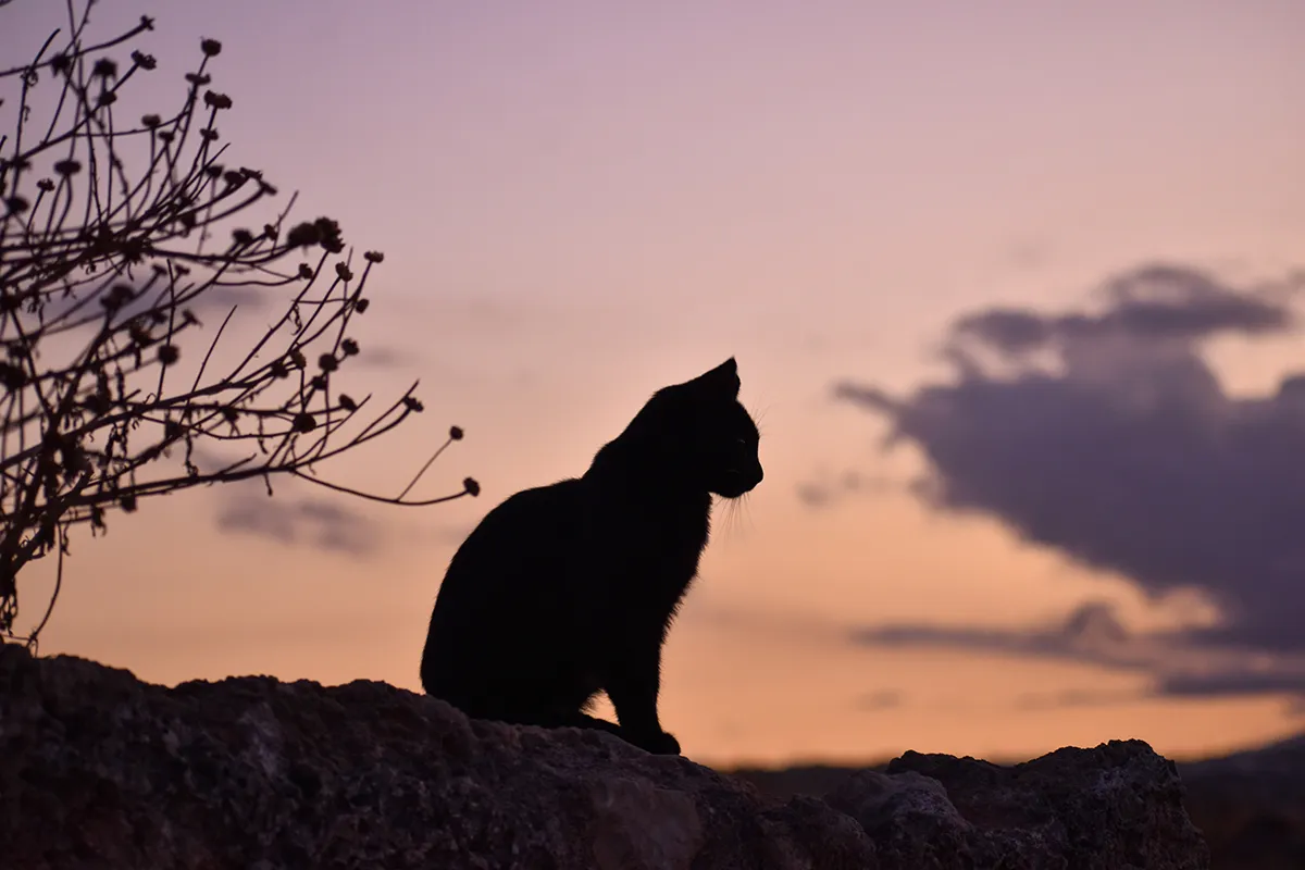 agape trn h xomjhbm3s unsplash