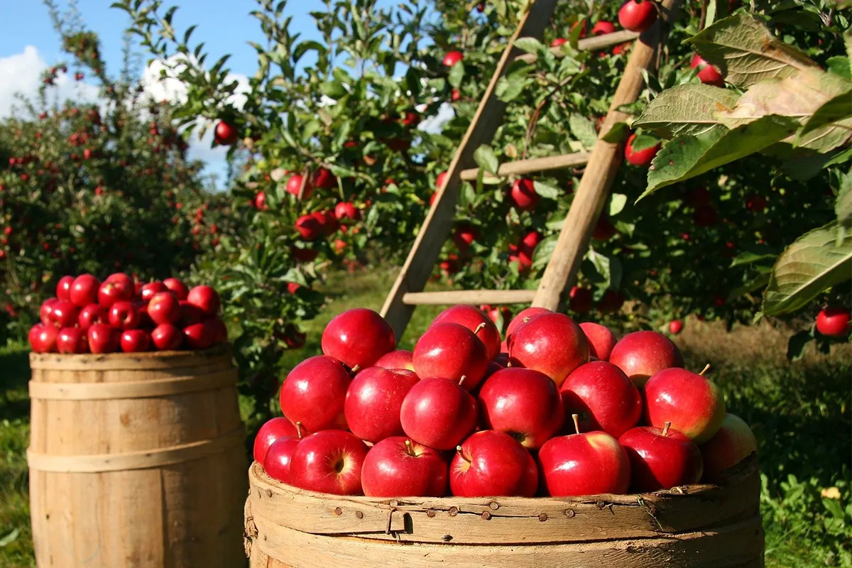 apples 1872997 1920