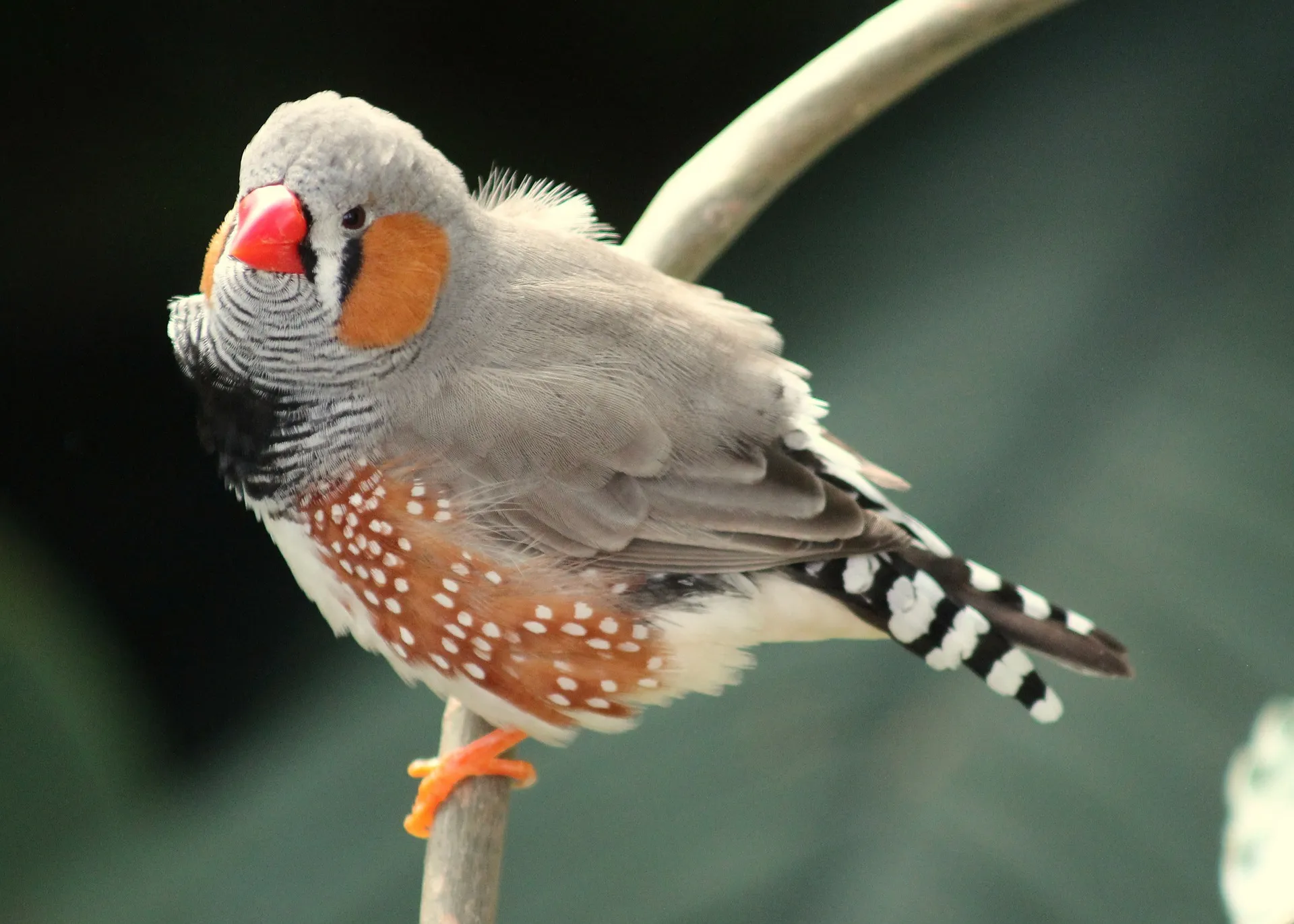 bird 177887 1920