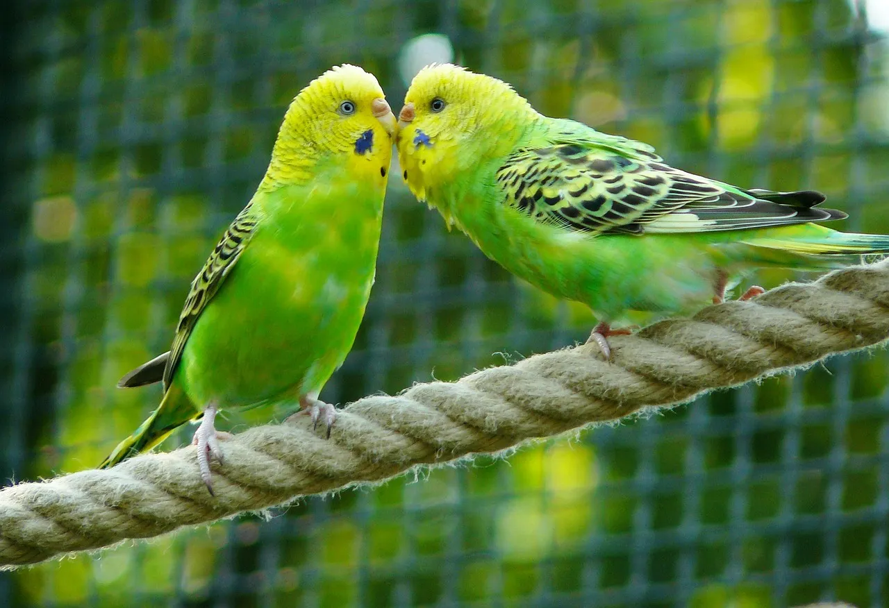 budgerigars 331834 1280
