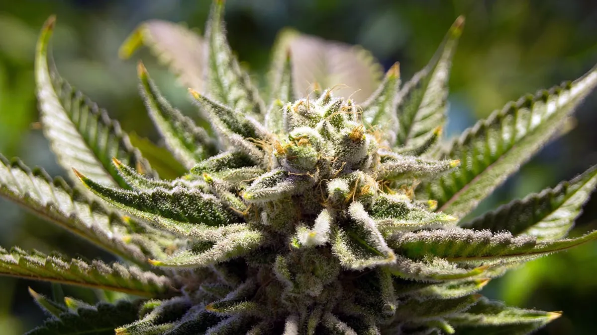 cannabis 2152604 1920 pixabay