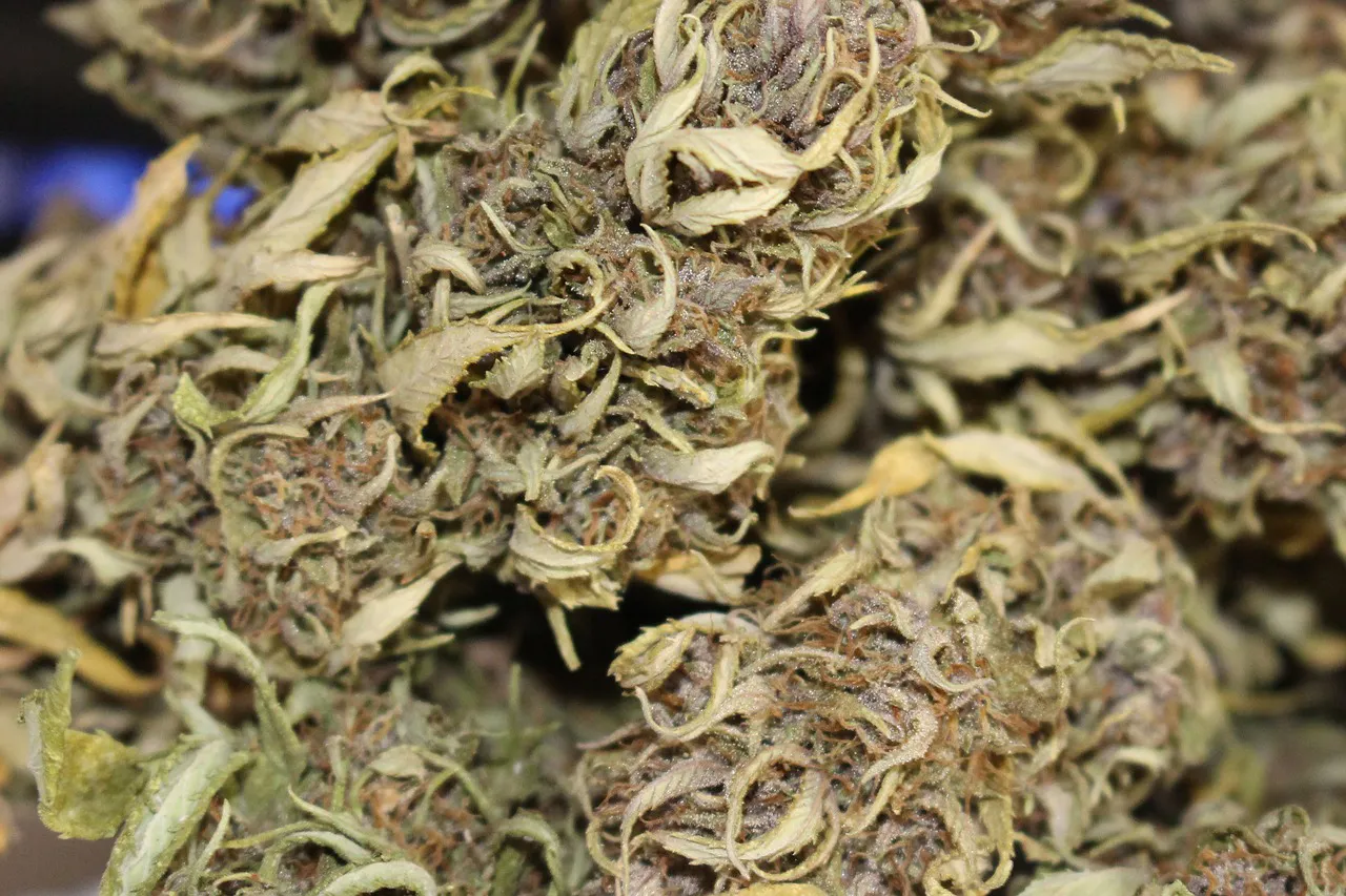 cannabis 2525100 1280 needpix