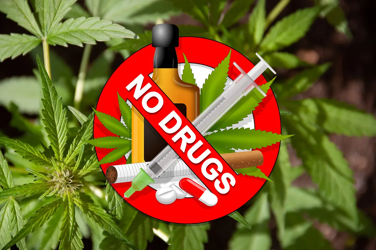 cannabis 5003424 1920 drugs pixa