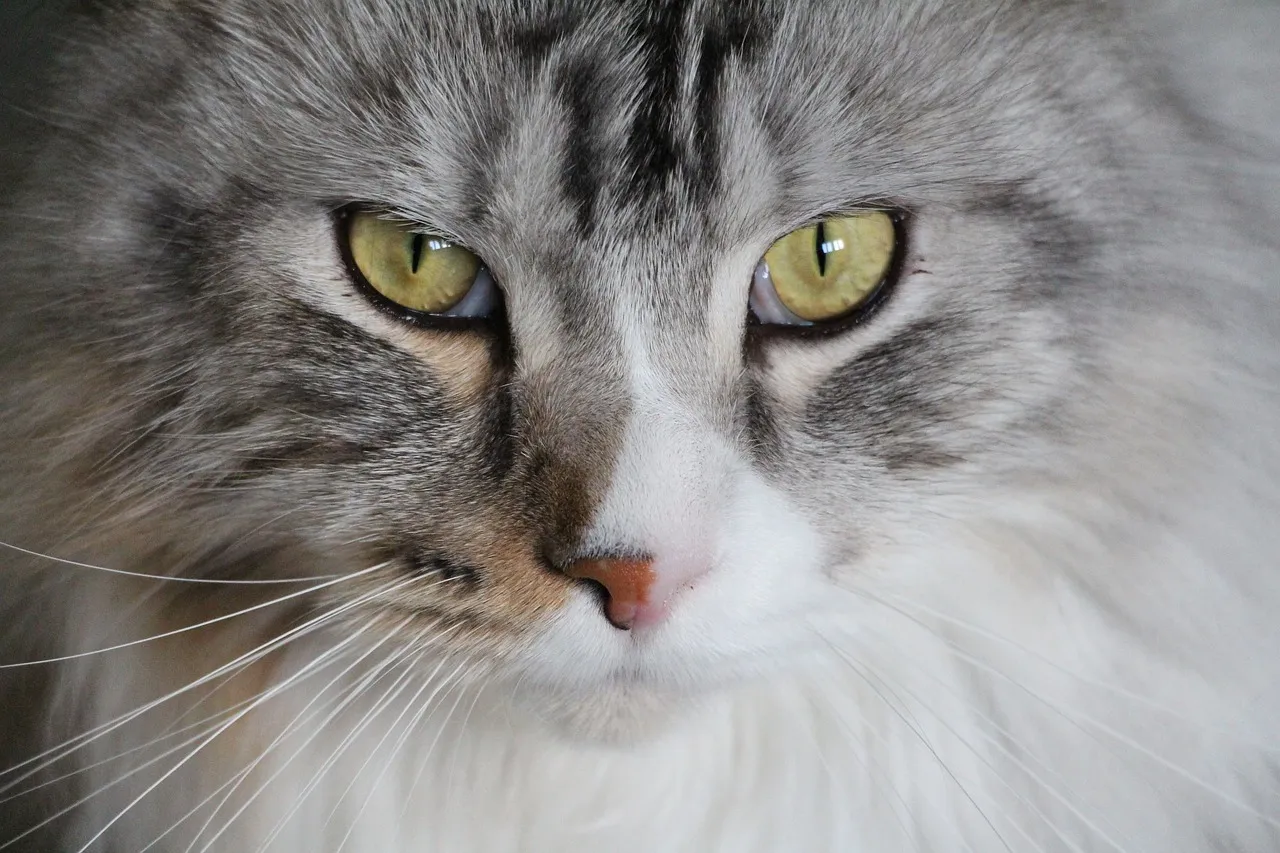 cat 1723607 1280