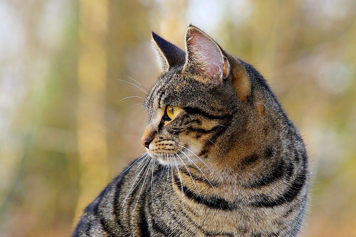 cat 1940487 1920