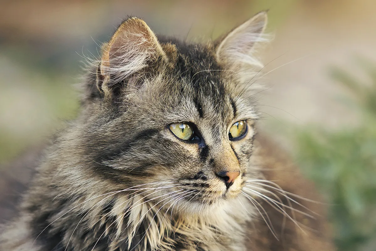 cat 3449999 pixabay