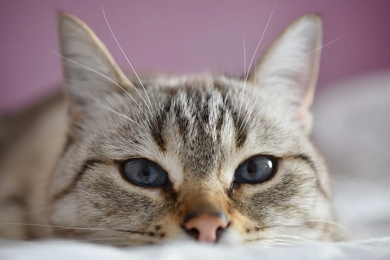 cat 4117626 1280
