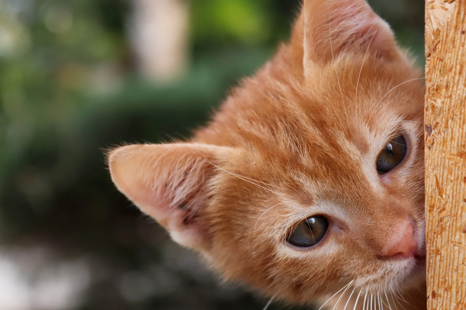 cat 4399120 1920