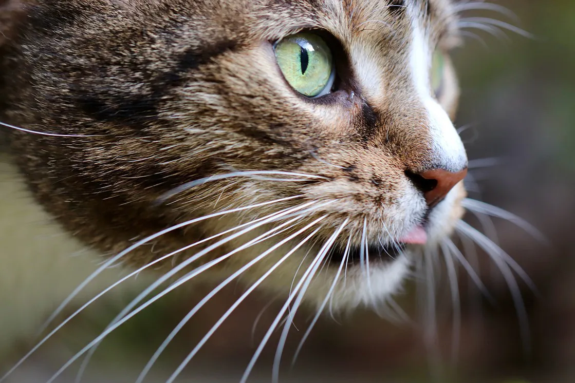 cat 4805756 1280 kopieren