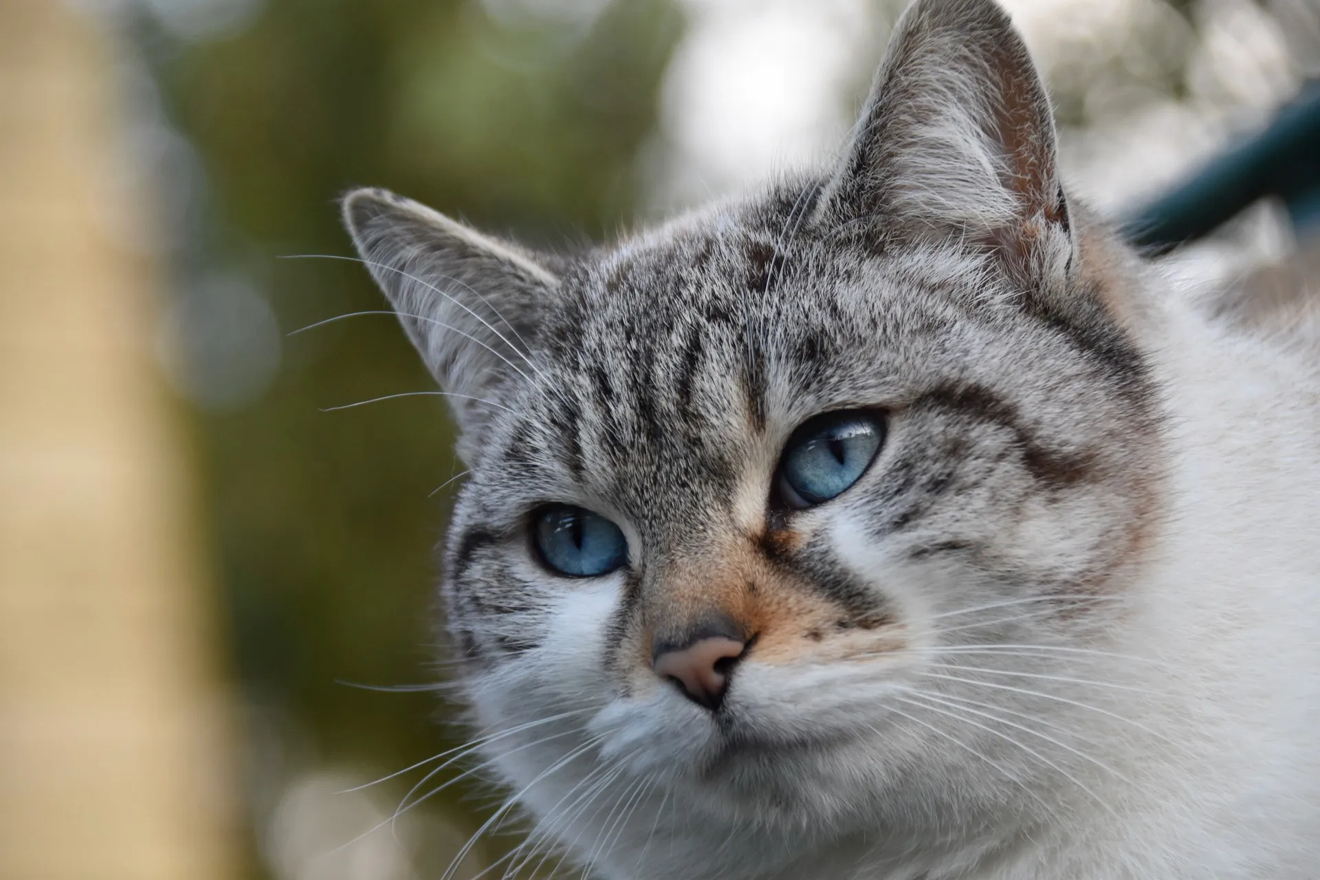 cat 4918661 1920