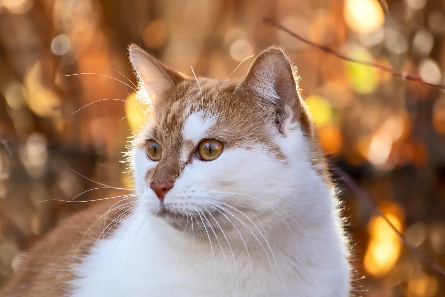 cat 5770810 1920