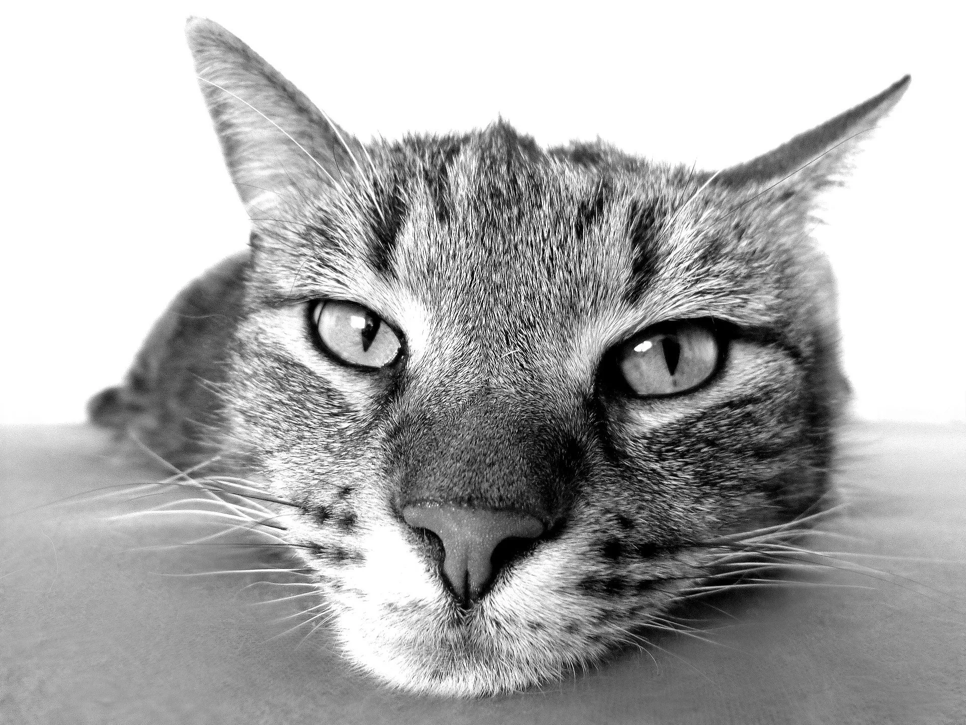 cat 98359 1920