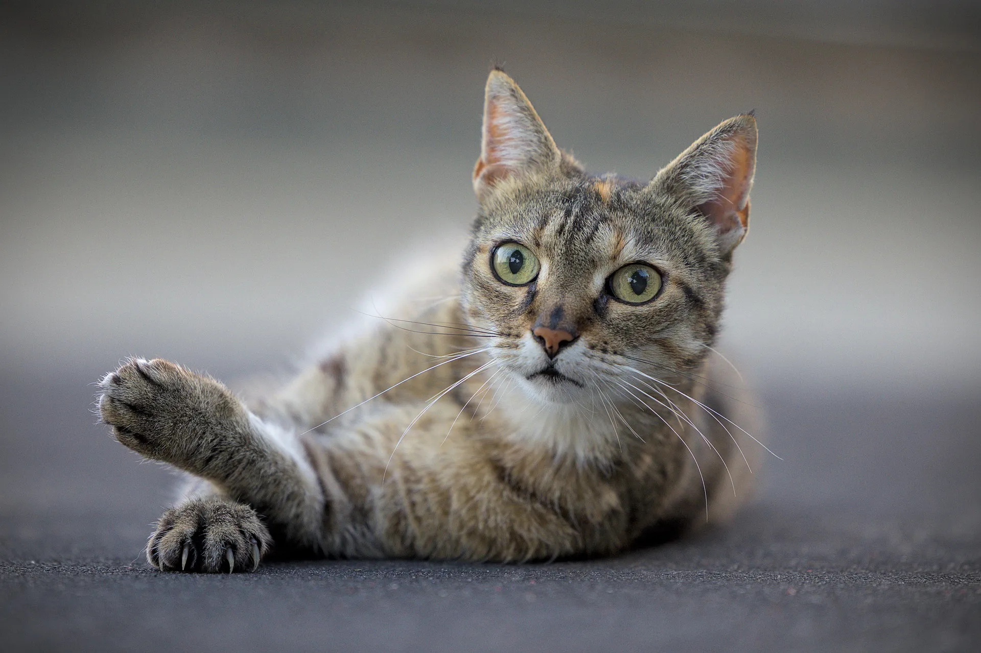 cat gc9546d661 1920
