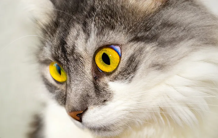 cat pixabay banner