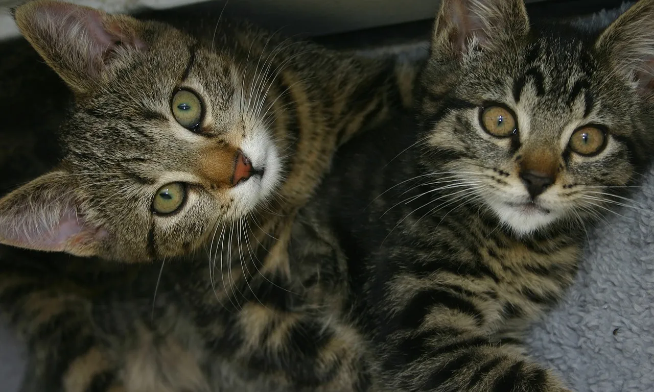 cats 1578092 1280