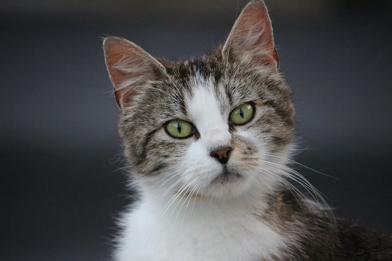 cats 3432418 1280