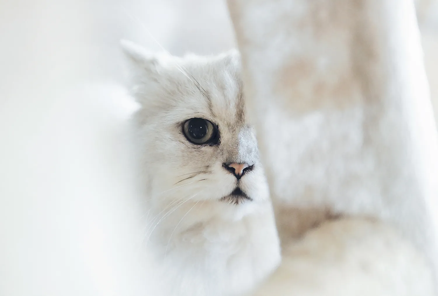 chen yi wen 777031 unsplash