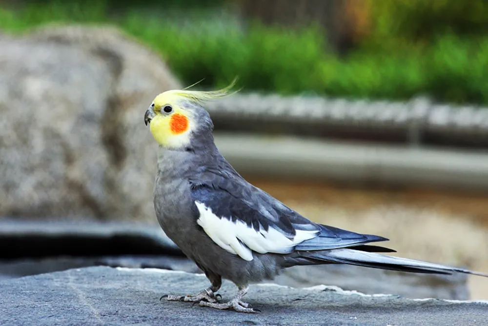 cockatiel parakeet nymphicus hollandicus9