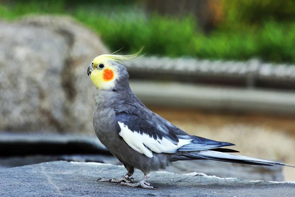 cockatiel parakeet nymphicus hollandicus9