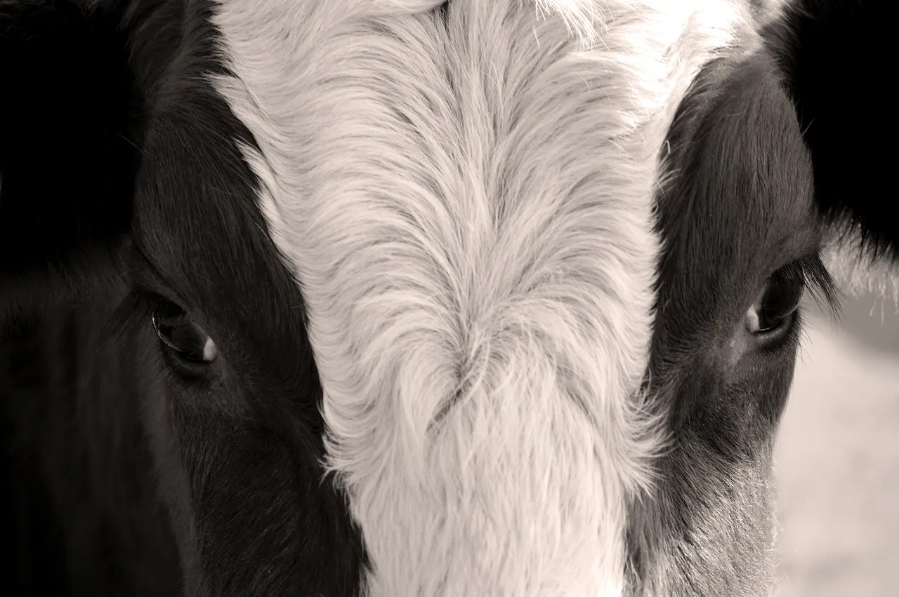 cow 3865128 1280
