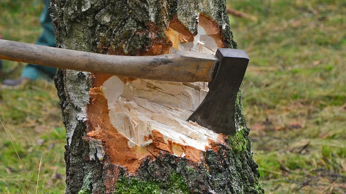 cut tree 1716671 1920 pixa